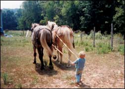 A young Joel Knight drives the team to the barn.